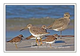 Five Shorebirds
